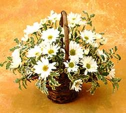 basket of daisies