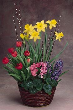 bright pink, purple, yellow and red flowers 