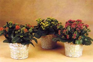 kalanchoe plants