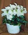 A white basket filled with assorted flowers such as white lilys , Carnations and Monte Casino.